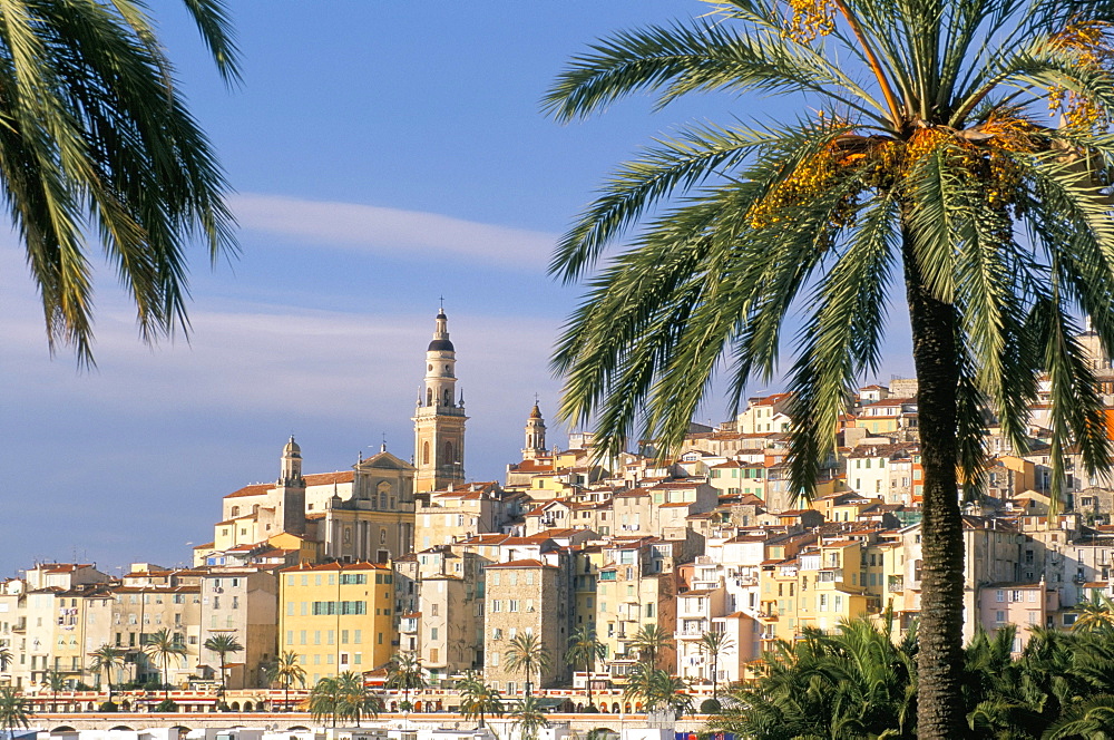 Old town framed by palms, Menton, Alpes-Maritimes, Cote d'Azur, Provence, French Riviera, France, Mediterranean, Europe