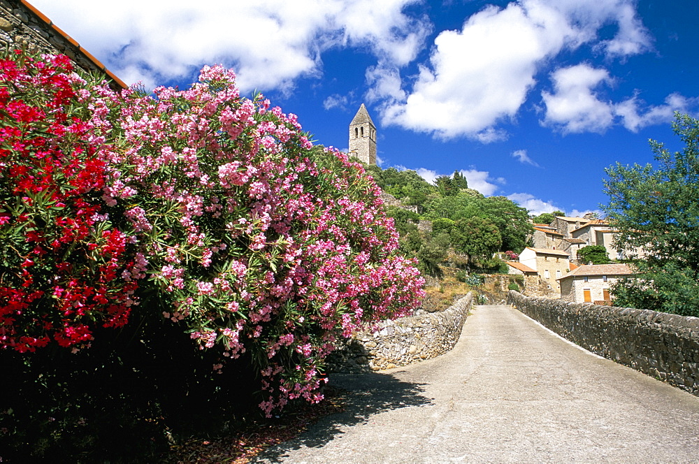 Oleander in flower, with village and 15th century tower beyond, Olargues, Herault, Languedoc-Roussillon, France, Europe