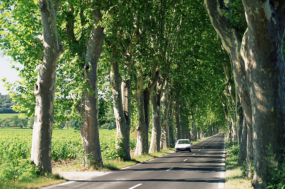 Car on typical tree lined country road, near Pezenas, Herault, Languedoc-Roussillon, France, Europe