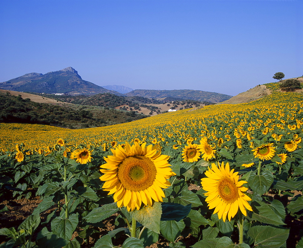 Field of sunflowers in summer, near Ronda, Andalucia, Spain 