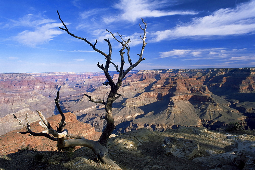 Dead tree and view of canyon from the South Rim at Hopi Point, Grand Canyon National Park, UNESCO World Heritage Site, Arizona, United States of America (U.S.A.), North America