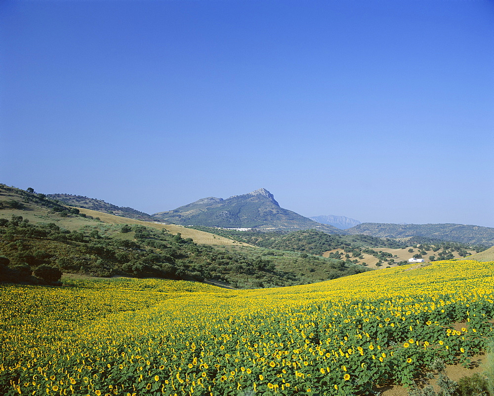 Fields of sunflowers, near Ronda, Andalucia (Andalusia), Spain, Europe