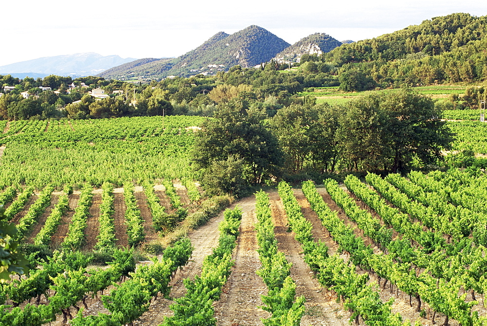 View to distant village across vineyards, Seguret, Vaucluse, Provence, France, Europe