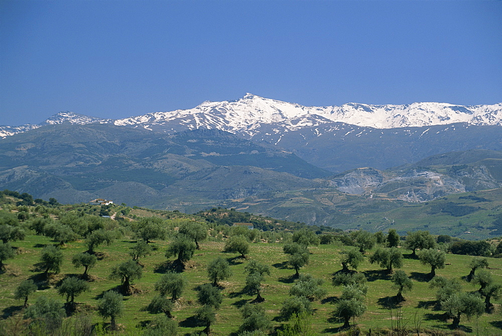 Olive groves with snow-capped Sierra Nevada beyond, near Granada, Andalucia (Andalusia), Spain, Europe