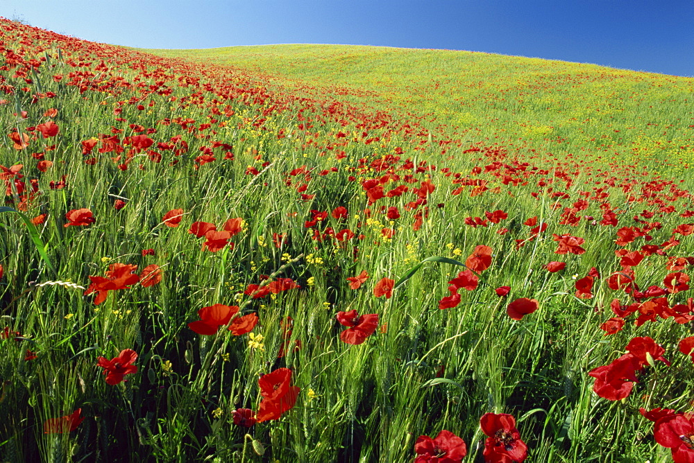 Poppy field near Montalcino, Tuscany, Italy, Europe