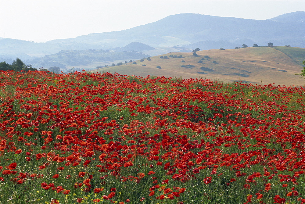 Poppies in rolling landscape, near Olvera, Cadiz, Andalucia (Andalusia), Spain, Europe