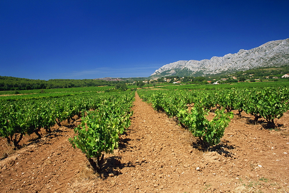 Vineyard at foot of Mont Ste.-Victoire, near Aix-en-Provence, Bouches-du-Rhone, Provence, France, Europe