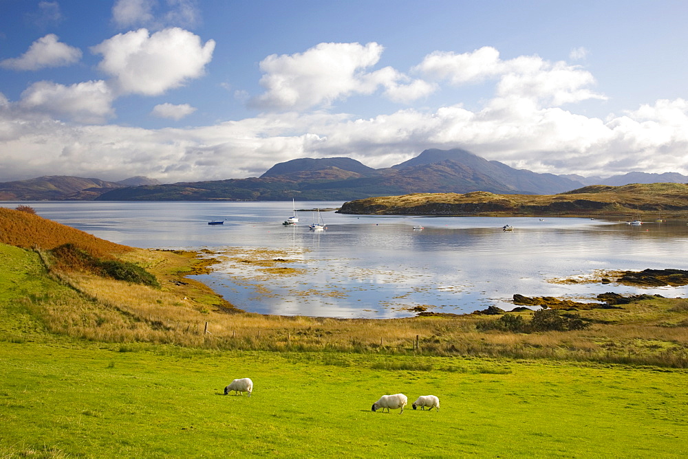 View across harbour to the Sound of Sleat and hills of the Knoydart Peninsula, sheep grazing, Isleornsay, Isle of Skye, Highland, Scotland, United Kingdom, Europe