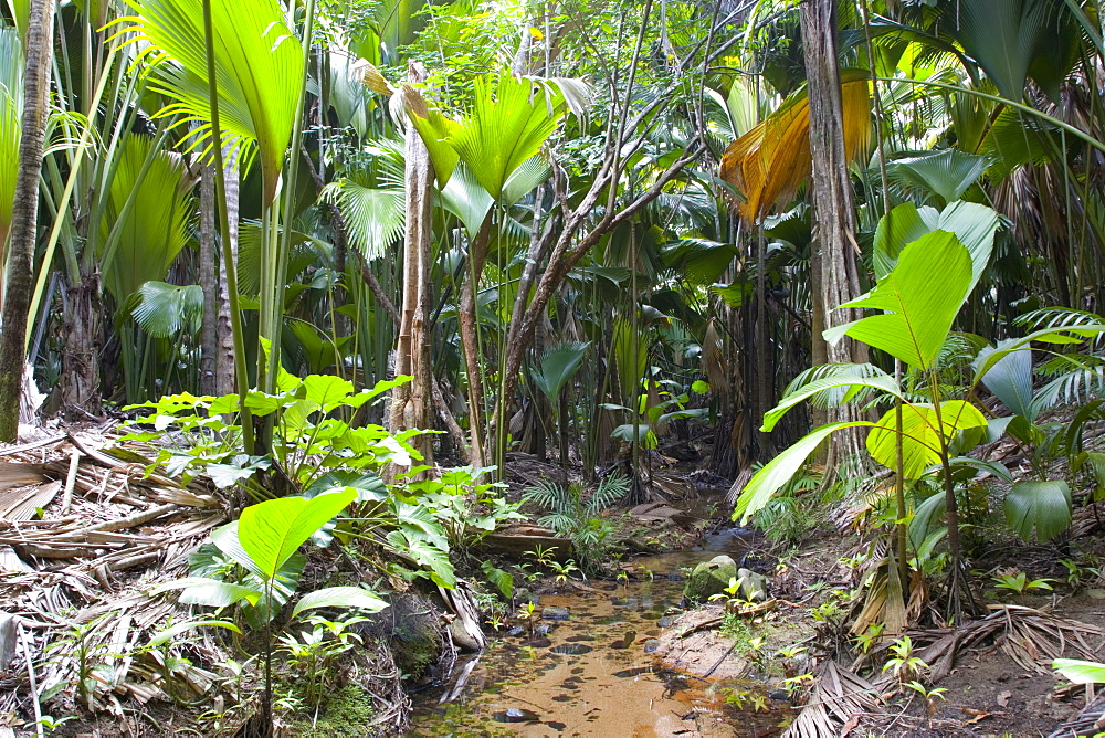 Tropical vegetation on banks of stream in the Vallee de Mai Nature Reserve, UNESCO World Heritage Site, Baie Sainte Anne district, Island of Praslin, Seychelles, Africa