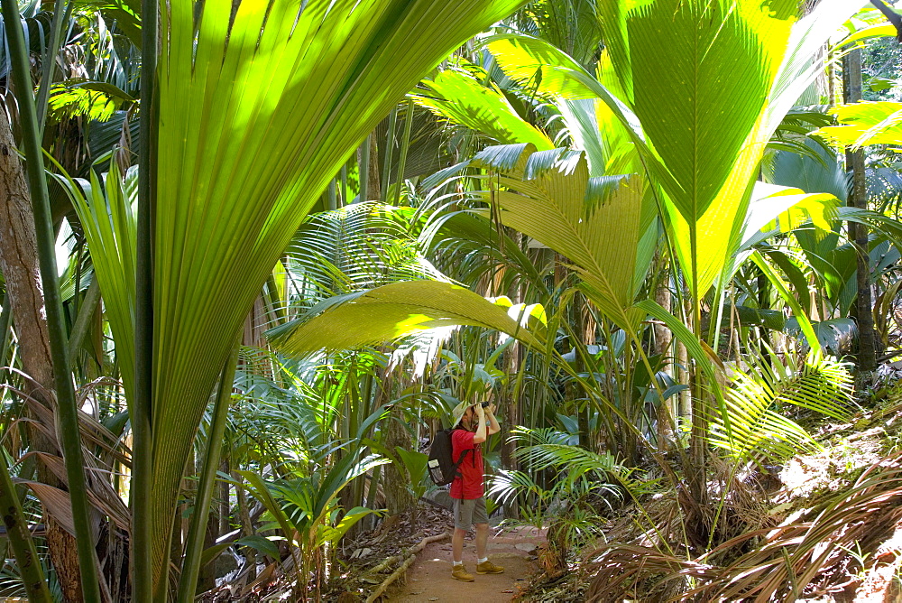 Birdwatcher beneath giant palm leaves in the Vallee de Mai Nature Reserve, UNESCO World Heritage Site, Baie Sainte Anne district, Island of Praslin, Seychelles, Africa