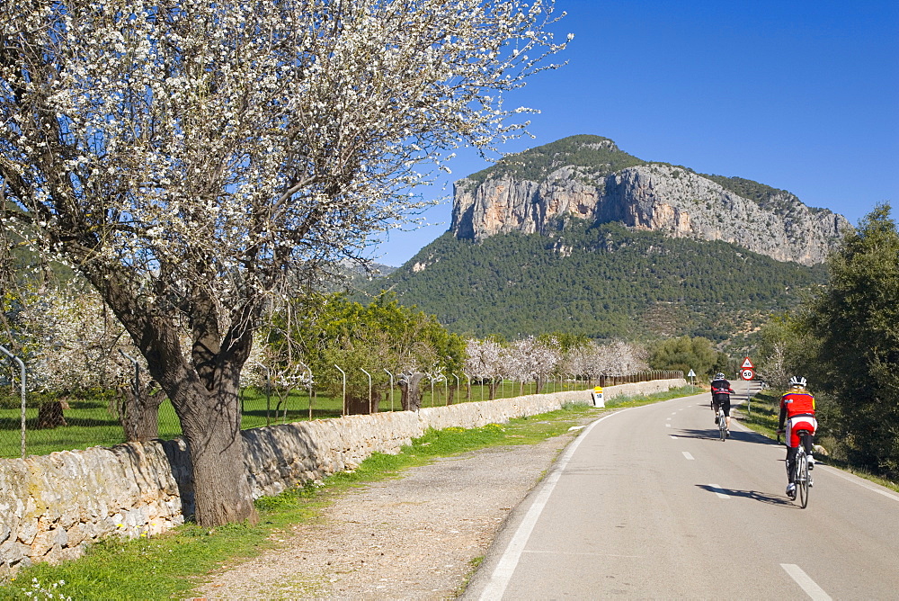 Cyclists on country road, Alaro, Mallorca, Balearic Islands, Spain, Europe