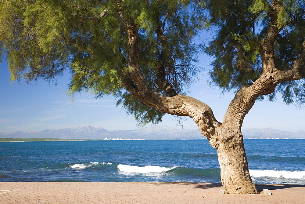 View across the Bay of Alcudia from seafront promenade, Colonia de Sant Pere, near Arta, Mallorca, Balearic Islands, Spain, Mediterranean, Europe