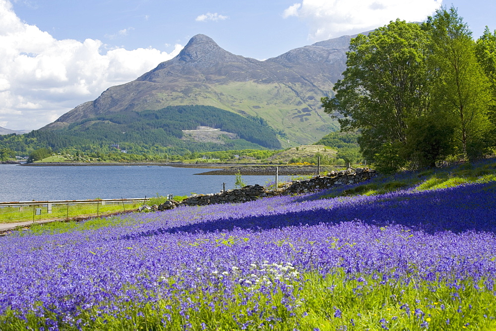 Wild bluebells (Hyacinthoides non-scripta) beside Loch Leven, the Pap of Glencoe beyond, Ballachulish, Highland, Scotland, United Kingdom, Europe