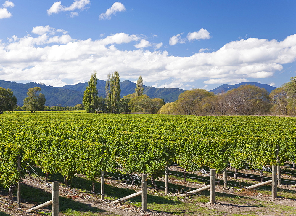 Orderly rows of vines in a typical Wairau Valley vineyard, Renwick, near Blenheim, Marlborough, South Island, New Zealand, Pacific