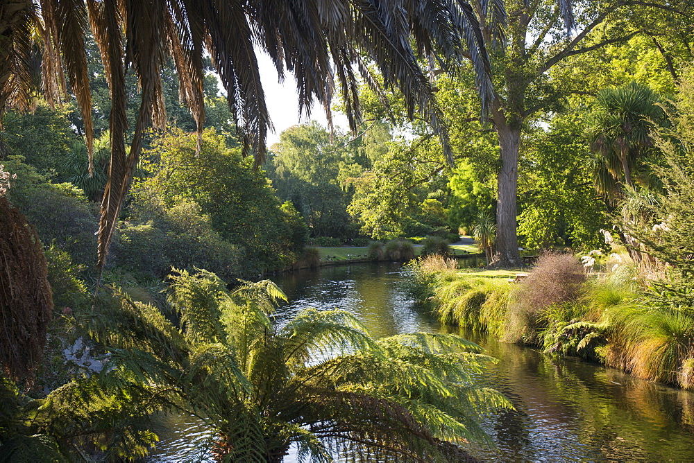 View along the palm-fringed Avon River in Christchurch Botanic Gardens, Christchurch, Canterbury, South Island, New Zealand, Pacific