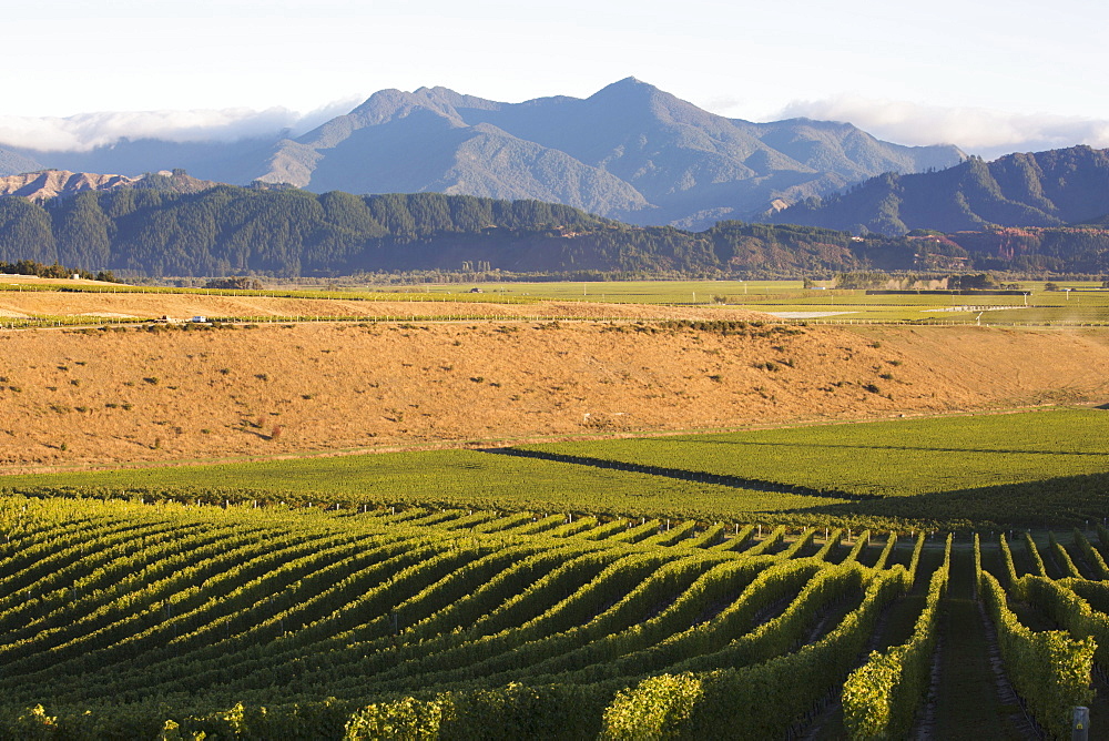 View over typical vineyard in the Wairau Valley, early morning, Renwick, near Blenheim, Marlborough, South Island, New Zealand, Pacific