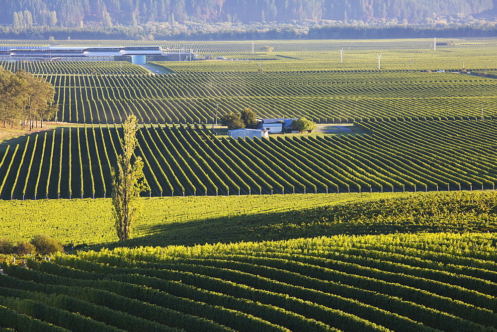 View over typical vineyards in the Wairau Valley, early morning, Renwick, near Blenheim, Marlborough, South Island, New Zealand, Pacific