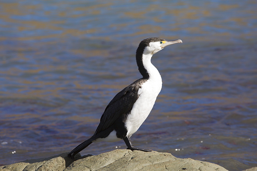 Pied shag (Phalacrocorax varius), Kaikoura, Canterbury, South Island, New Zealand, Pacific