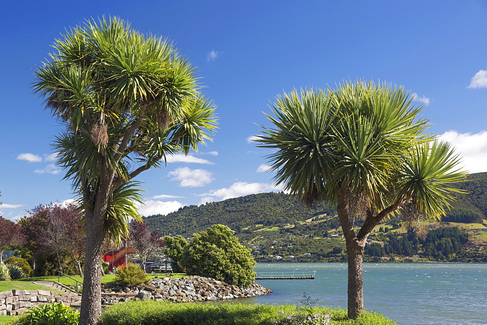 Cabbage trees (Cordyline australis) growing beside Otago Harbour, Macandrew Bay, near Dunedin, Otago, South Island, New Zealand, Pacific