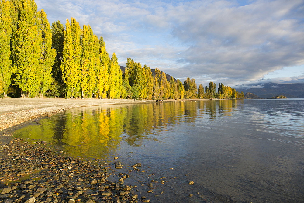 View along the shore of tranquil Lake Wanaka, autumn, Roys Bay, Wanaka, Queenstown-Lakes district, Otago, South Island, New Zealand, Pacific