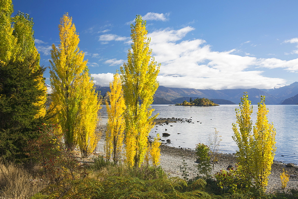 Poplars growing on the shore of Lake Wanaka, autumn, Roys Bay, Wanaka, Queenstown-Lakes district, Otago, South Island, New Zealand, Pacific