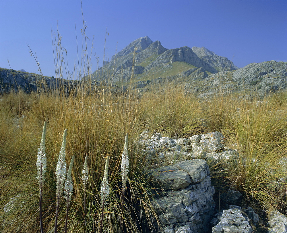 View to Puigmayor, the highest peak on the island, Majorca (Mallorca), Balearic Islands, Spain, Europe