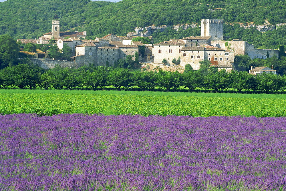 Field of lavender and village of Montclus behind, Gard, Languedoc-Roussillon, France, Europe