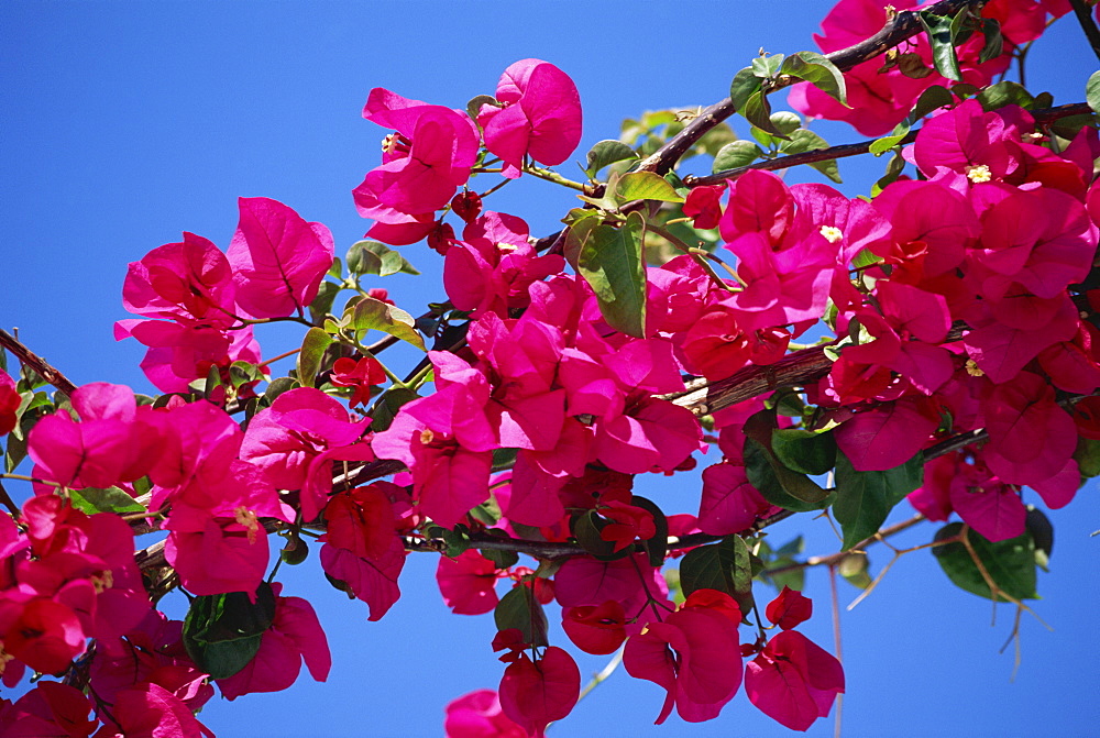 Close-up of pink bougainvillea flowers