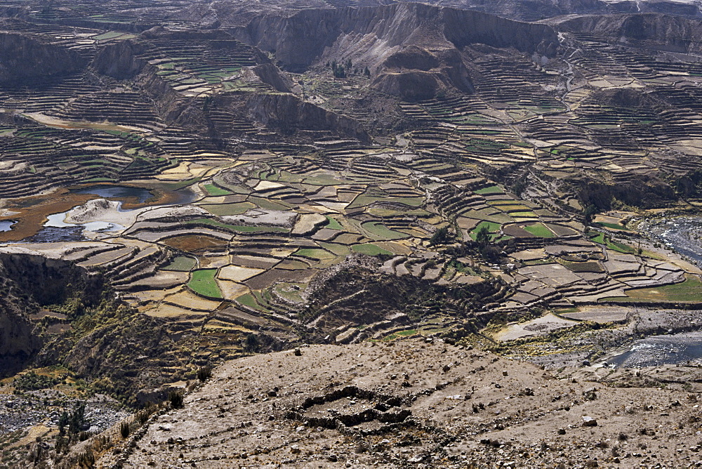 View over valley and Inca terraces near Chivay, Colca Canyon, Peru, South America