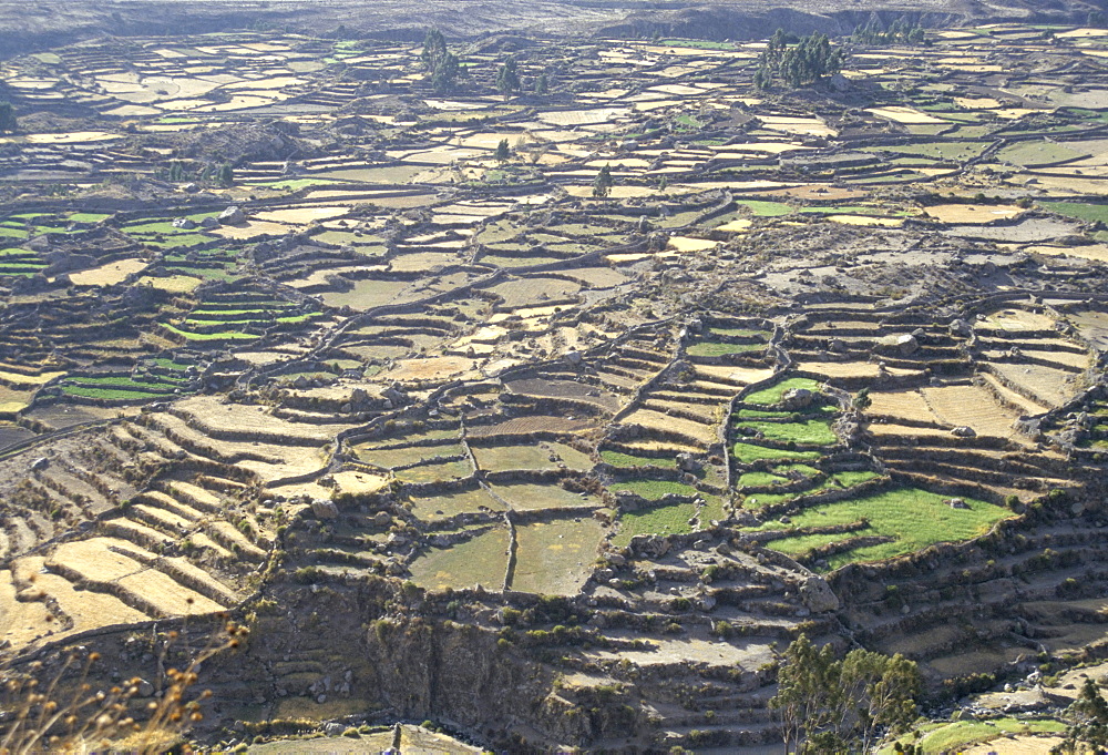 Aerial view of Inca terraces, Colca Canyon, Chivay, Peru, South America