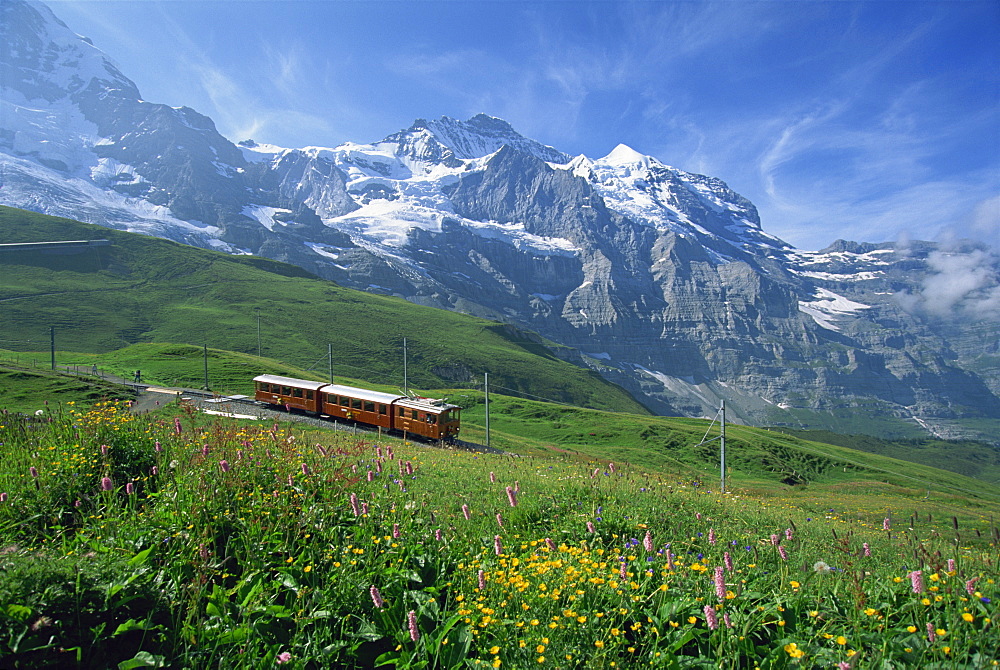 Wild flowers on the slopes beside the Jungfrau railway with the Jungfrau, 13642ft, beyond, in the Bernese Oberland, Switzerland, Europe