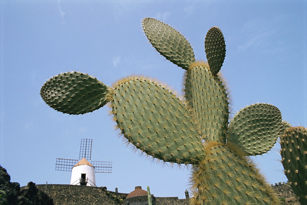 Jardin de Cactus near Guatiza, Lanzarote, Canary Islands, Spain, Europe