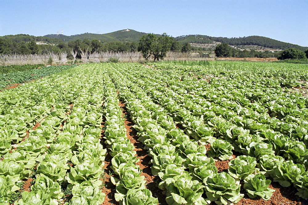 Cabbage field near Sant Llorenc, Ibiza, Balearic Islands, Spain, Europe