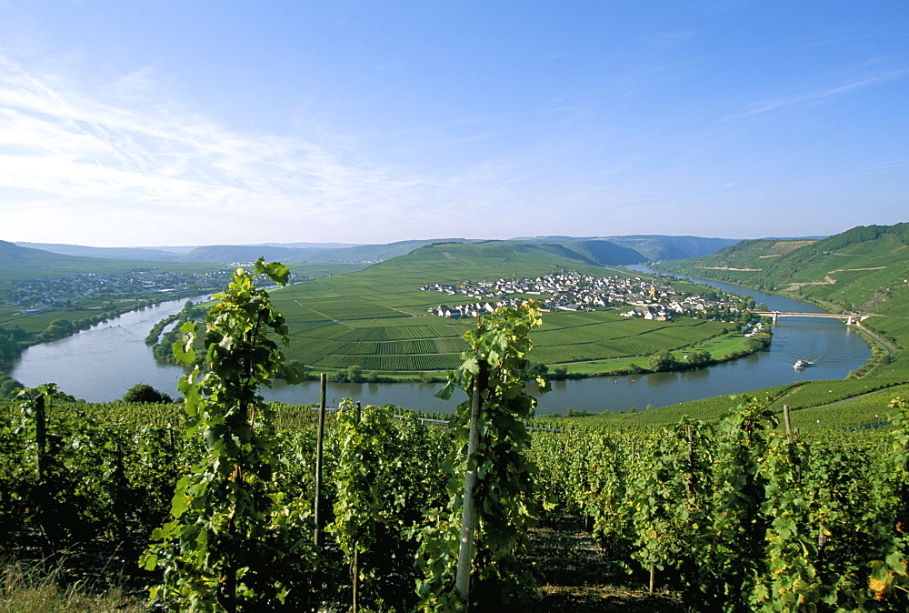 Vineyard near Trittenheim, Mosel Valley, Rheinland-Pfalz (Rhineland-Palatinate), Germany, Europe