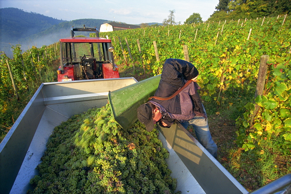 Grape harvest, Mosel Valley, Rheinland-Pfalz, Germany, Europe