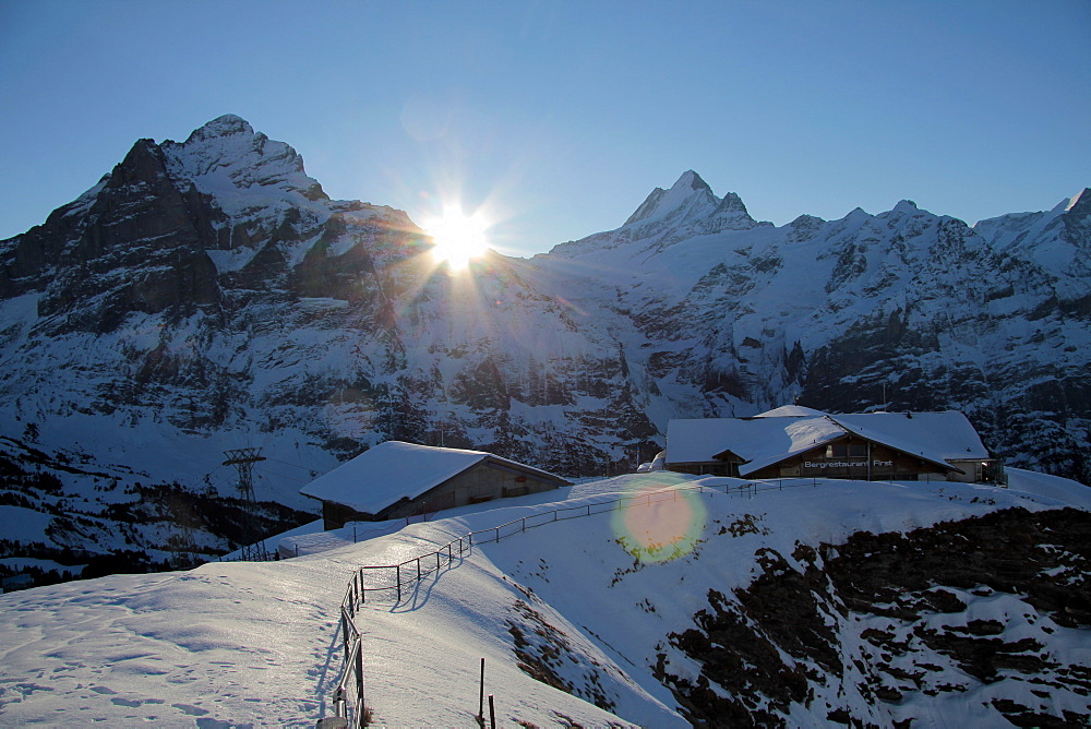 Sunrise on the  Wetterhorn, seen from First, Grindelwald, Bernese Oberland, Swiss Alps, Switzerland, Europe