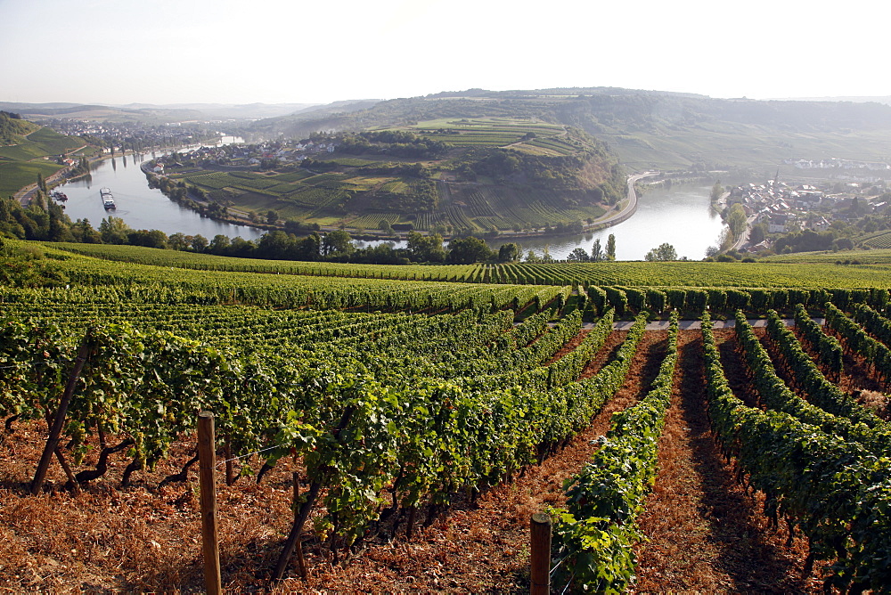 River Mosel and vineyards near Grevenmacher, Mosel Valley, Luxembourg, Europe