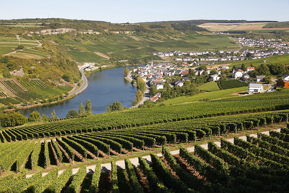 Vineyards and village of Machtum, Mosel Valley, Luxembourg, Europe