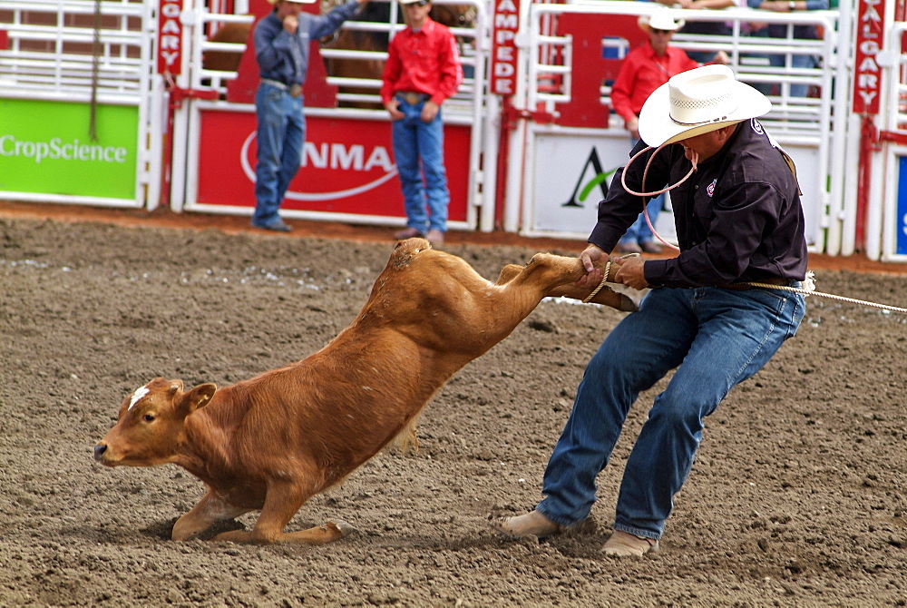 Calgary Stampede, Stampede Park, Calgary, Alberta, Canada, North America