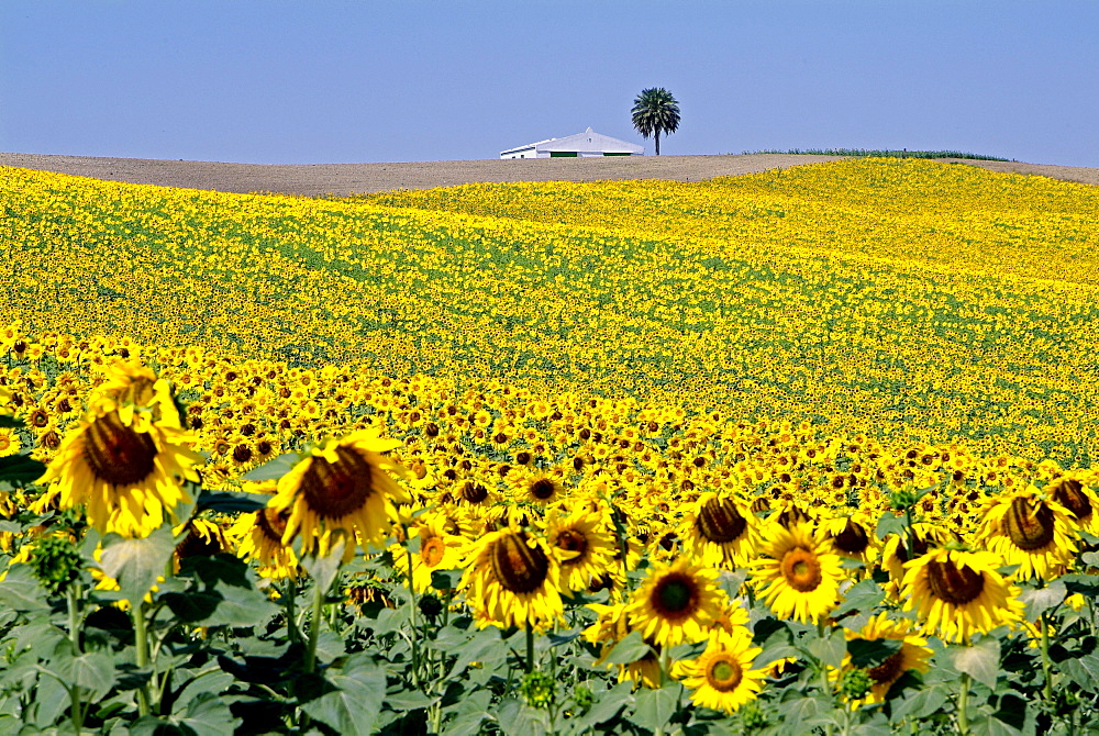 Sunflower field near Cordoba, Andalusia, Spain, Europe