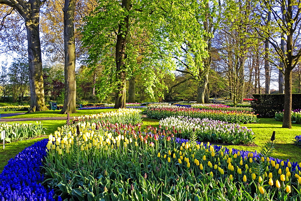 Keukenhof near Lisse, South Holland, Netherlands, Europe