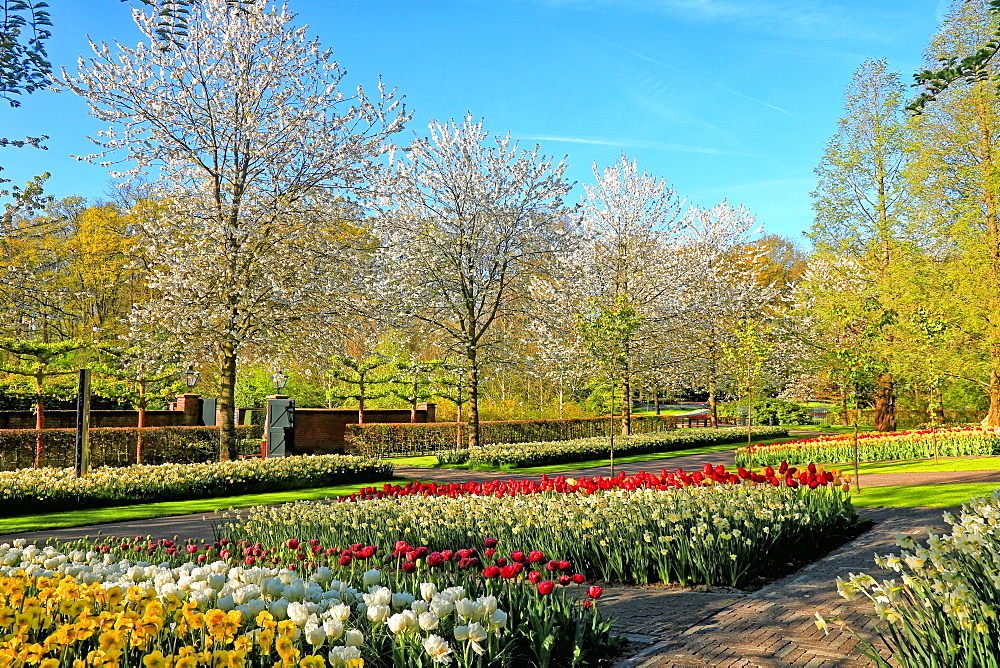 Keukenhof near Lisse, South Holland, Netherlands, Europe