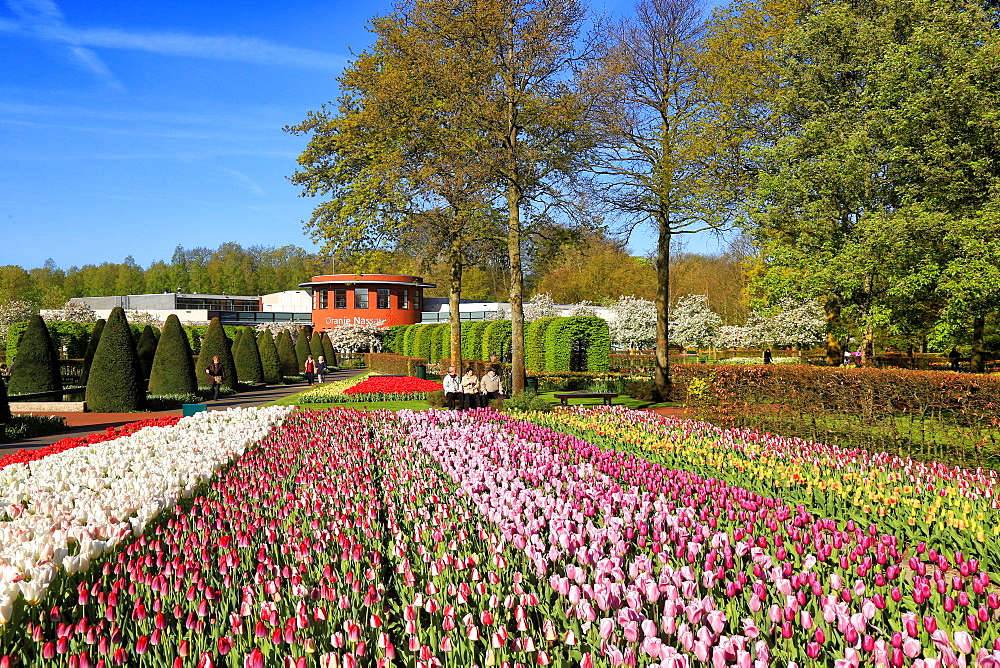 Keukenhof near Lisse, South Holland, Netherlands, Europe