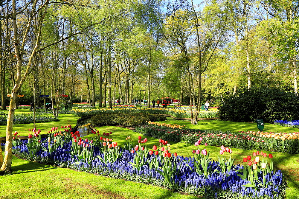 Keukenhof near Lisse, South Holland, Netherlands, Europe