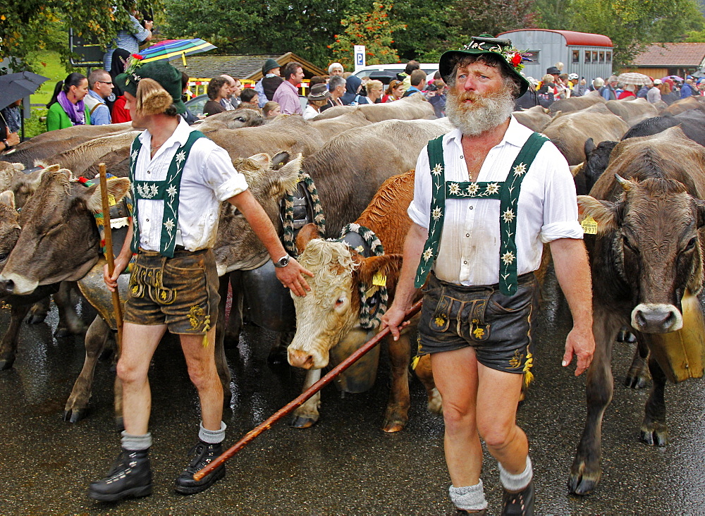 Viehscheid, Annual Driving down of the Cattle from the Summer Mountain Pastures to the Valley, Obermaiselstein, Bavaria, Germany, Europe