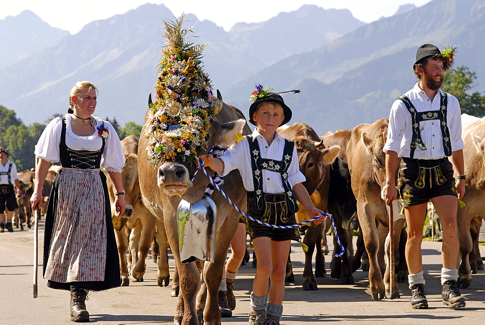 Viehscheid, the Annual Driving down of the Cattle from the summer mountain pastures into the valley, Schoellang, Allgau, Bavaria, Germany, Europe