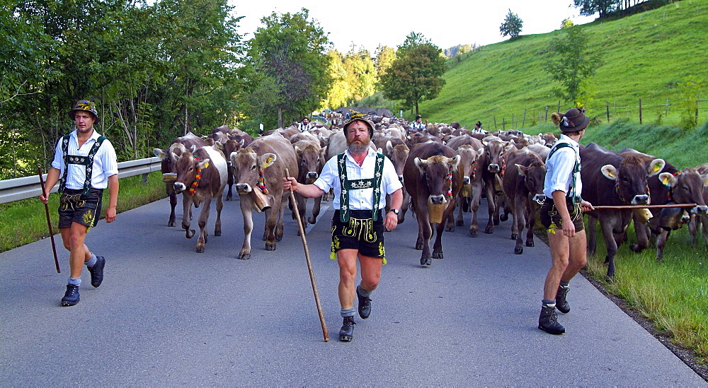 Viehscheid, the Annual Driving down of the Cattle from the summer mountain pastures into the valley, Schoellang, Allgau, Bavaria, Germany, Europe