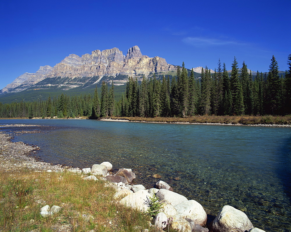 The Bow River with trees and Castle Mountain beyond in the Banff National Park, UNESCO World Heritage Site, Alberta, Canada, North America