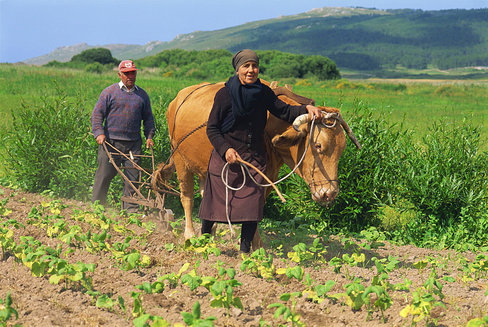 Old couple with a bullock, subsistence farmers, inter-row cultivating in field of bean plants in the Laxe district of Galicia, Spain, Europe