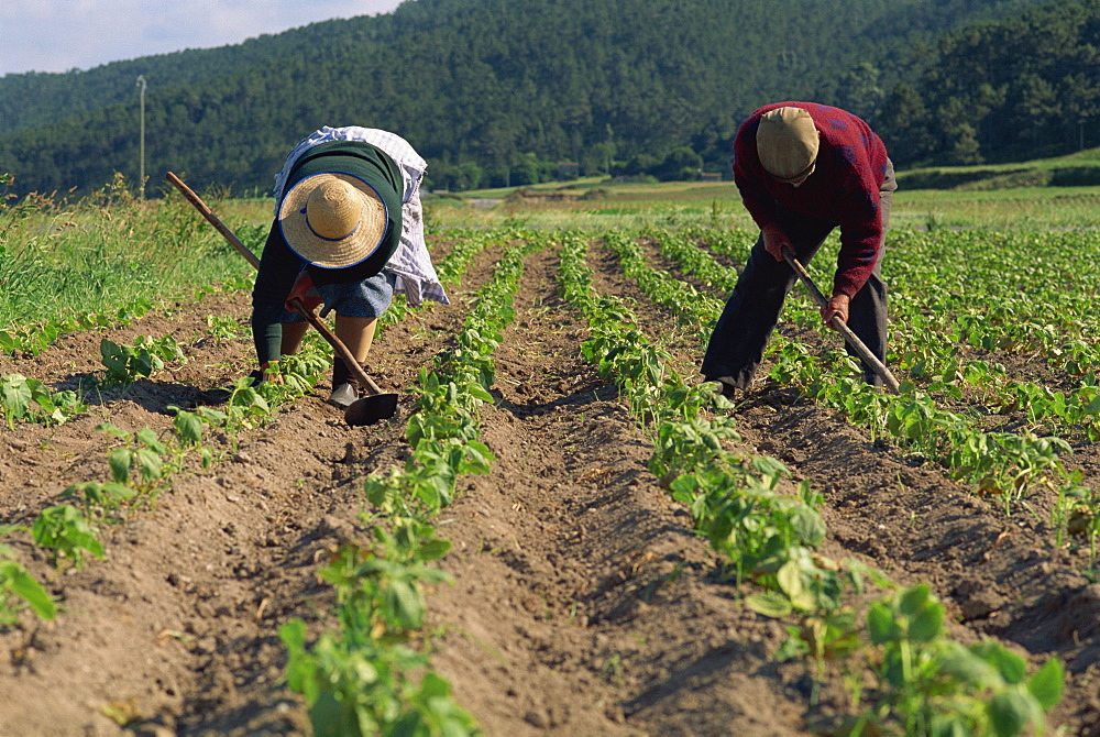 Subsistence farmers hand-hoeing cultivated bean plants, Laxe District, Galicia, Spain, Europe